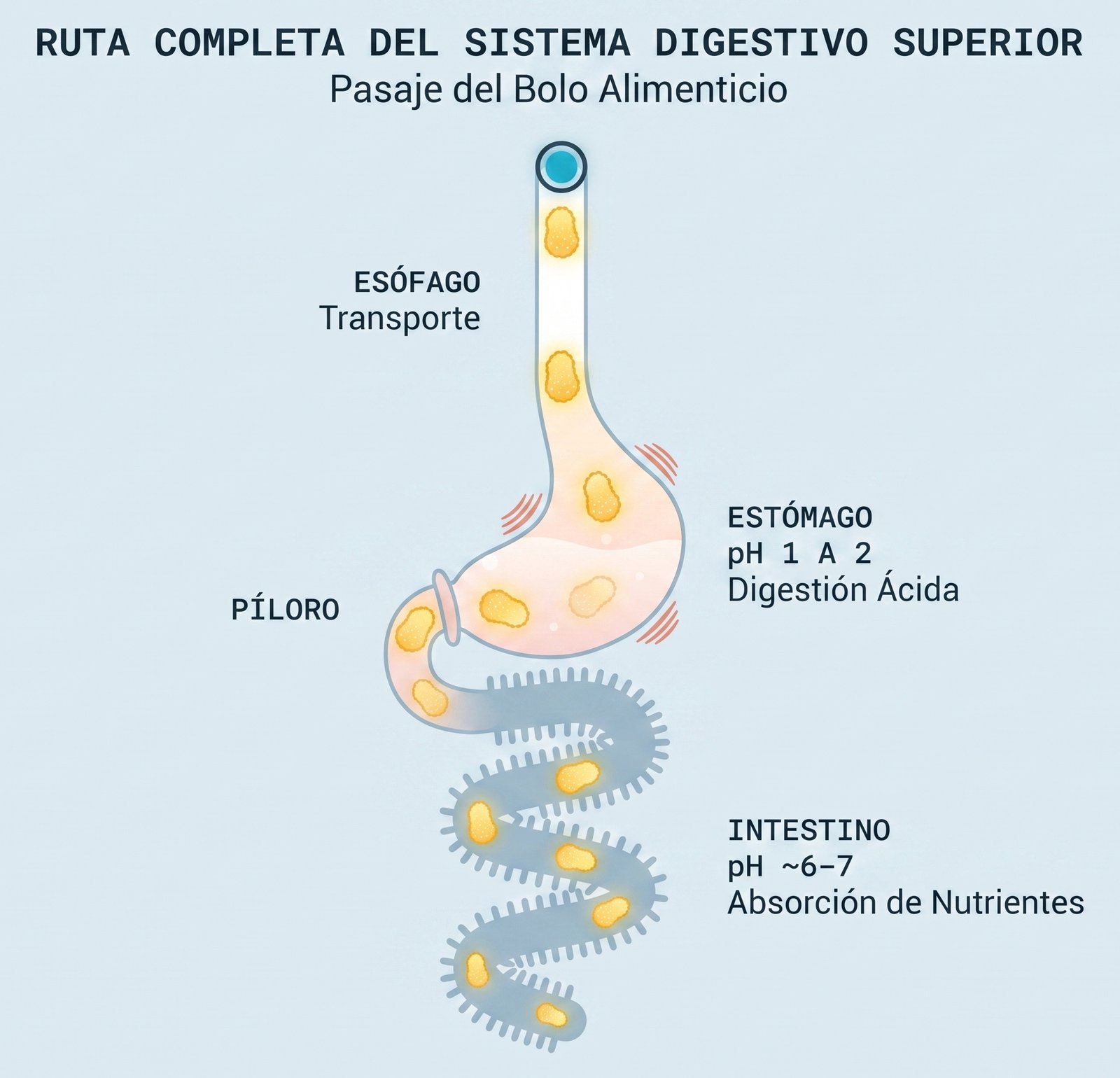 Ruta completa del sistema digestivo superior: esófago, estómago con pH 1 a 2, píloro e intestino con pH 6 a 7
